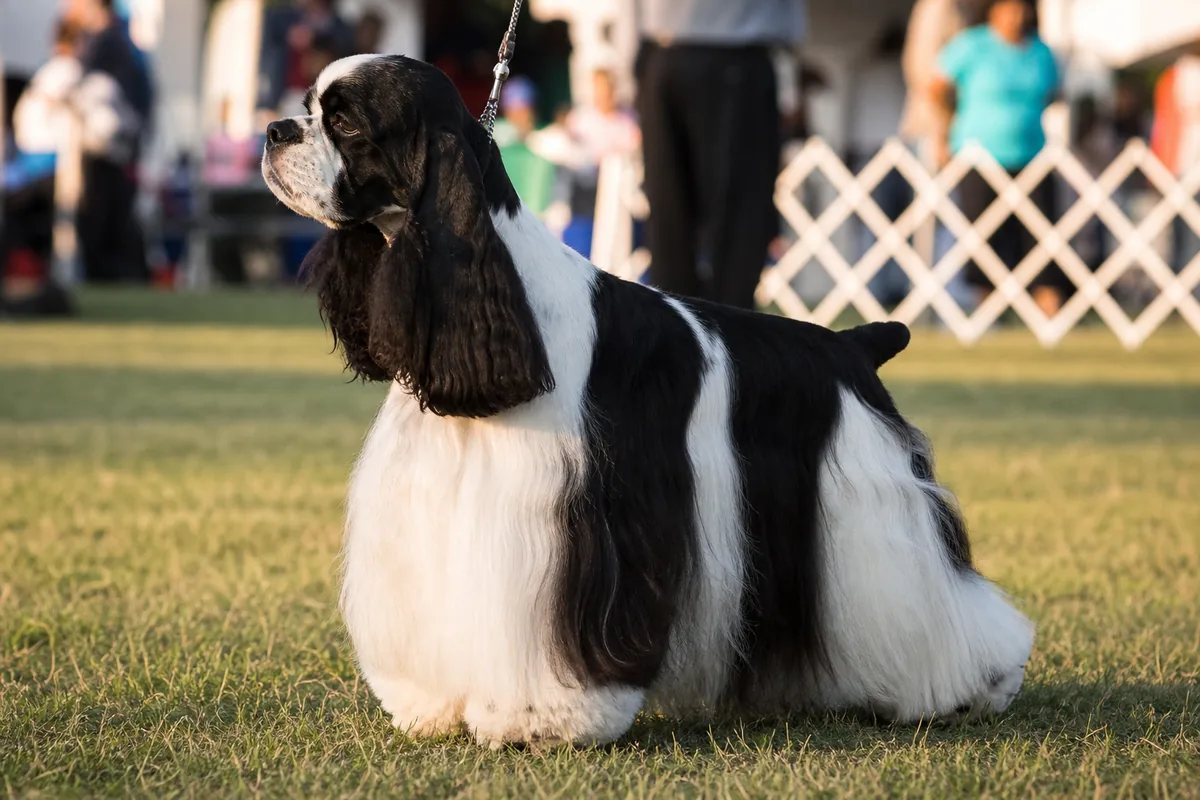 American Cocker Spaniel particolore noir et blanc, posture d'exposition près d'un ring extérieur