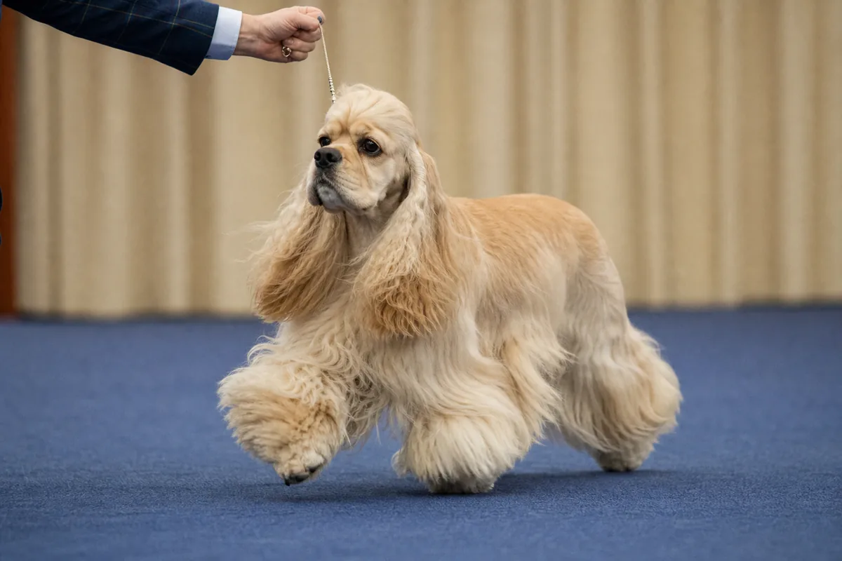 American Cocker Spaniel crème mené en laisse par un handler, en pleine action sur le ring